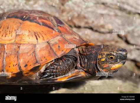 八角龜|黑腹花背箱龜 Flowerback box turtle